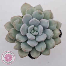 Load image into Gallery viewer, Graptoveria 'White Dew' plant for sale. Single head plant displayed in 7cm pot.