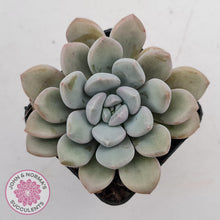 Load image into Gallery viewer, Graptoveria 'White Dew' plant for sale. Single head plant displayed in 7cm pot.