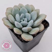Load image into Gallery viewer, Graptoveria 'White Dew' plant for sale. Single head plant displayed in 7cm pot.