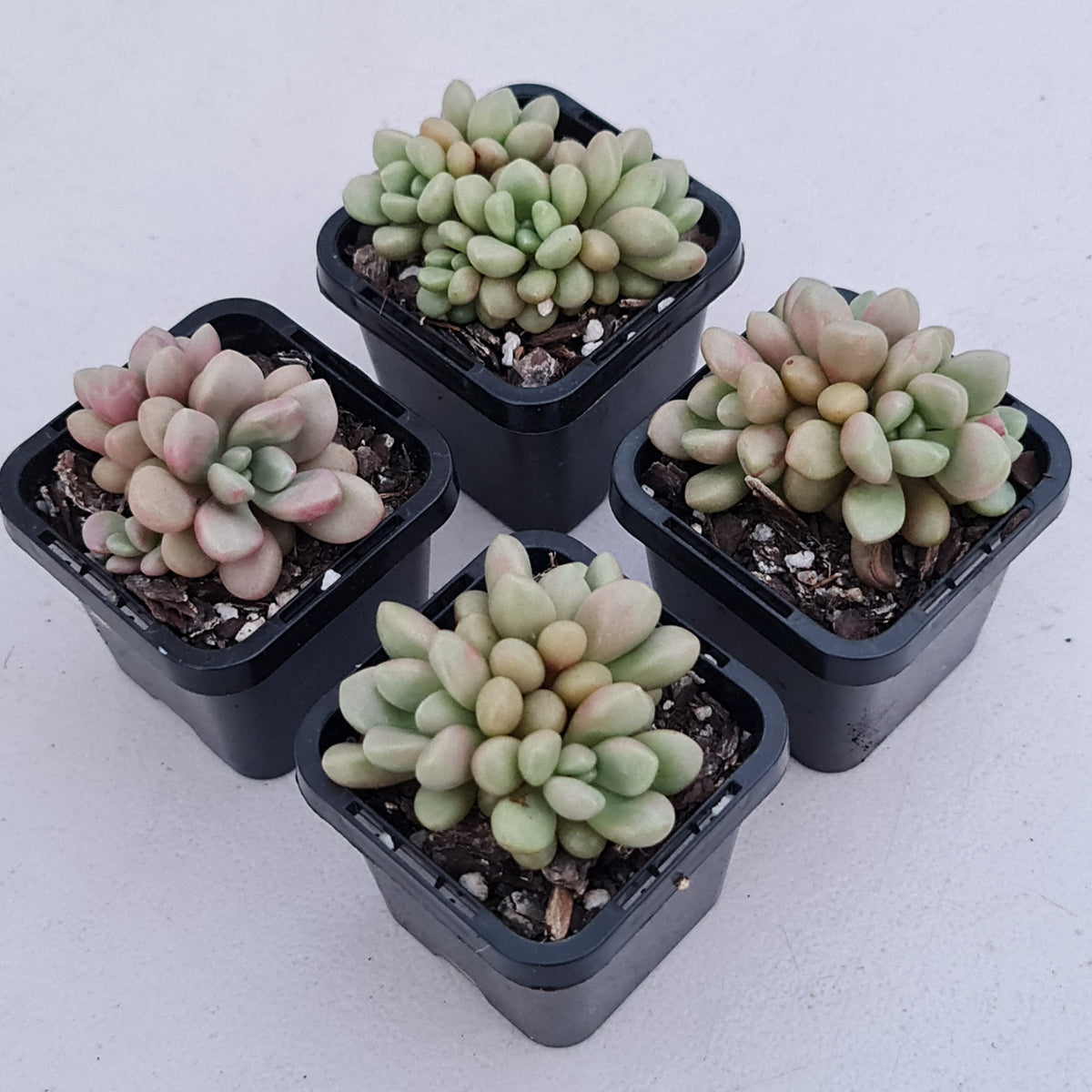 Graptoveria 'avant-garde'
