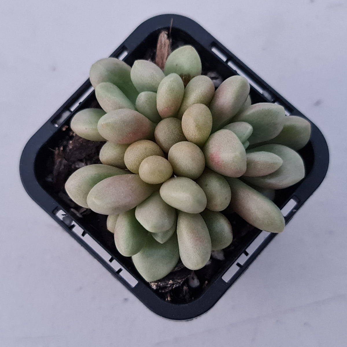Graptoveria 'avant-garde'