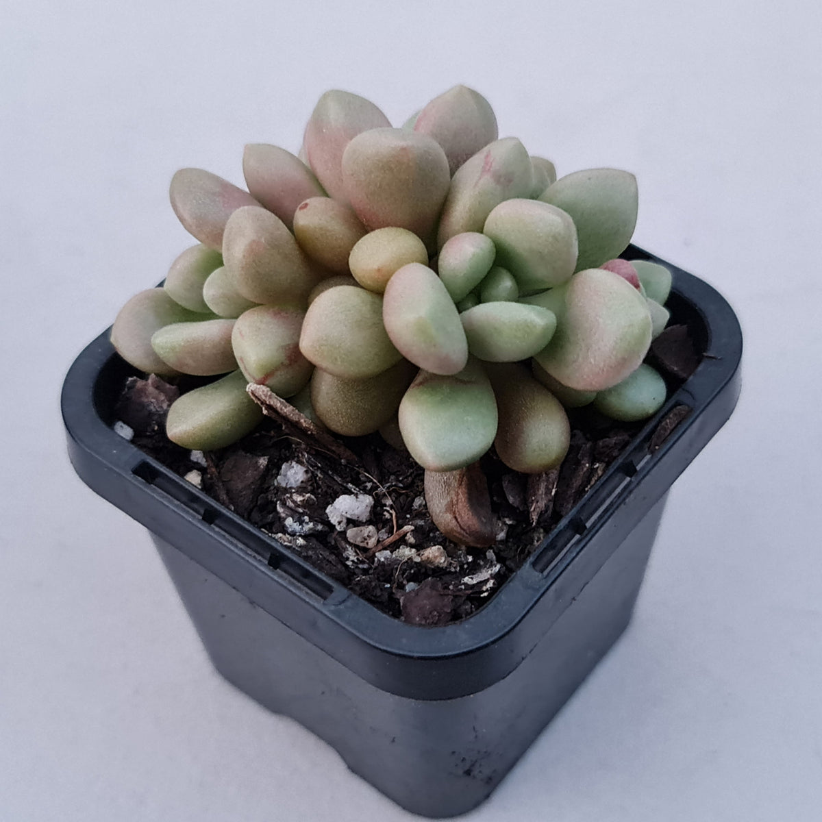Graptoveria 'avant-garde'