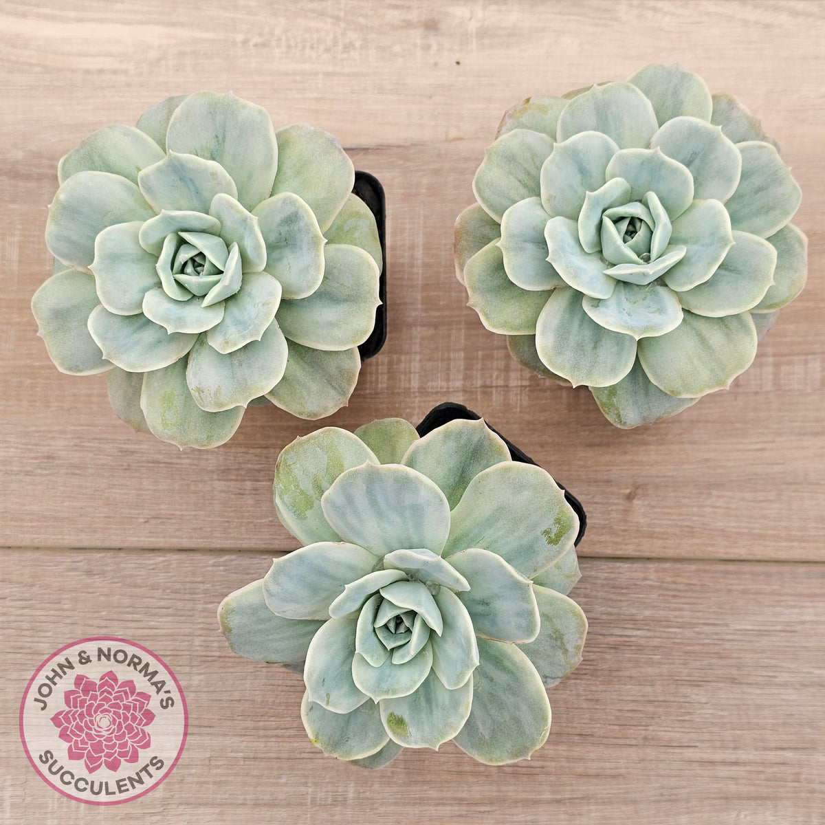Graptoveria 'Lovely Rose' Monstrose