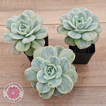 Load image into Gallery viewer, Graptoveria 'Lovely Rose' Monstrose