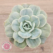 Load image into Gallery viewer, Graptoveria 'Lovely Rose' Monstrose
