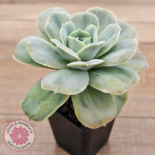 Load image into Gallery viewer, Graptoveria 'Lovely Rose' Monstrose