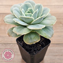 Load image into Gallery viewer, Graptoveria 'Lovely Rose' Monstrose