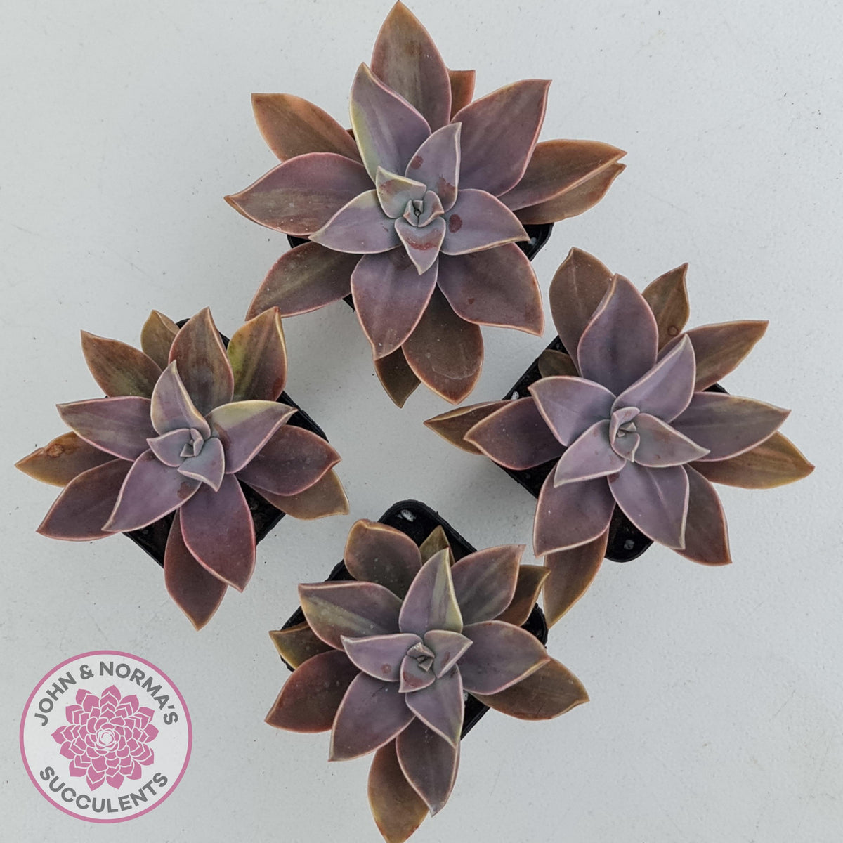 Graptoveria 'Fred Ives Variegata' (Light Variegation)