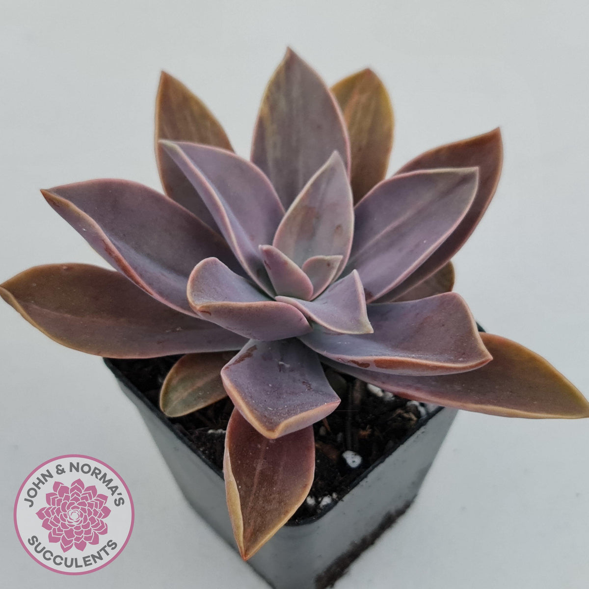Graptoveria 'Fred Ives Variegata' (Light Variegation)