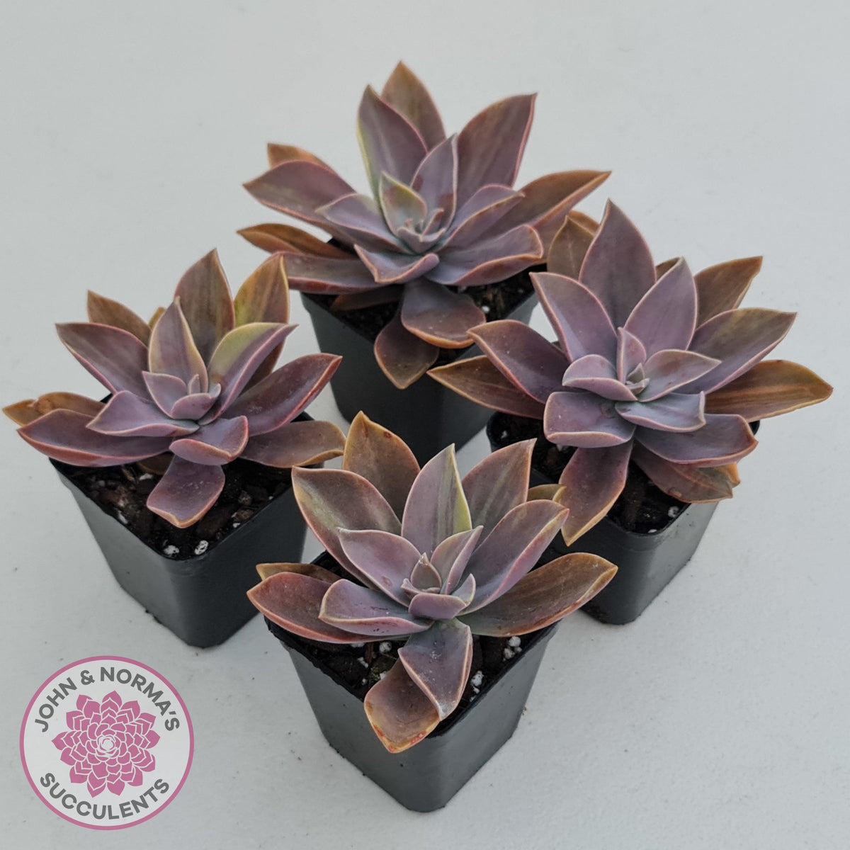 Graptoveria 'Fred Ives Variegata' (Light Variegation)