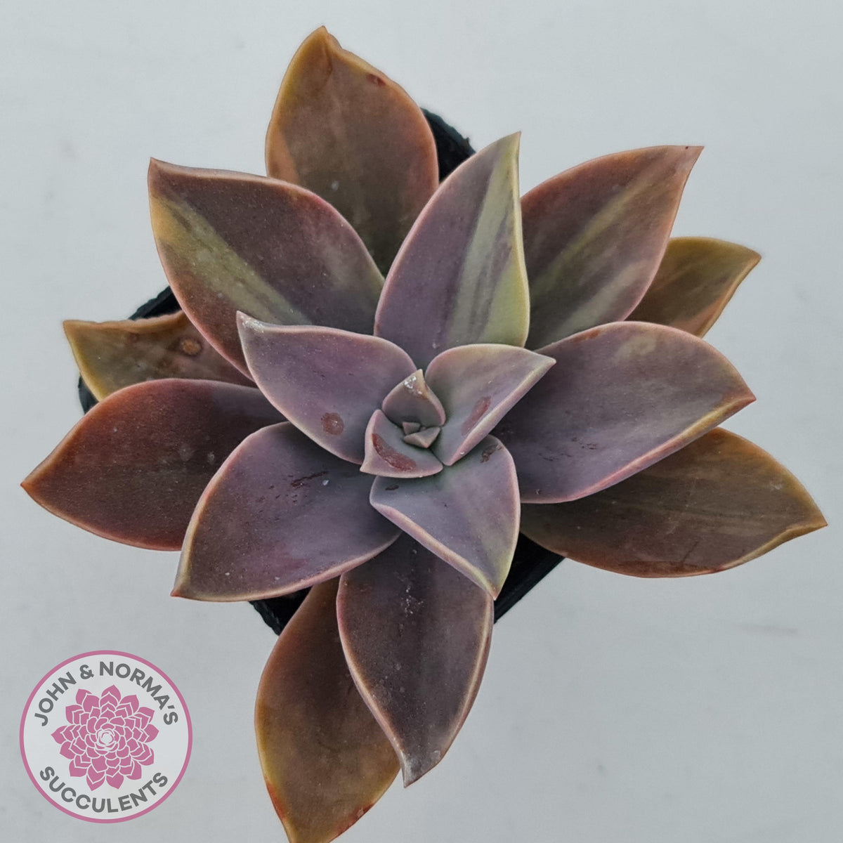 Graptoveria 'Fred Ives Variegata' (Light Variegation)