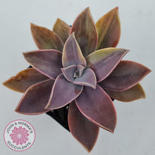 Load image into Gallery viewer, Graptoveria 'Fred Ives Variegata' (Light Variegation) - John & Norma's Succulents Australia