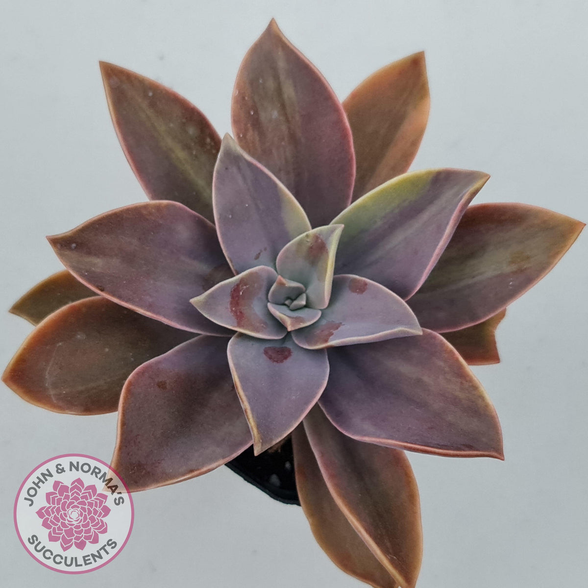 Graptoveria 'Fred Ives Variegata' (Light Variegation)