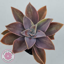 Load image into Gallery viewer, Graptoveria 'Fred Ives Variegata' (Light Variegation) - John & Norma's Succulents Australia