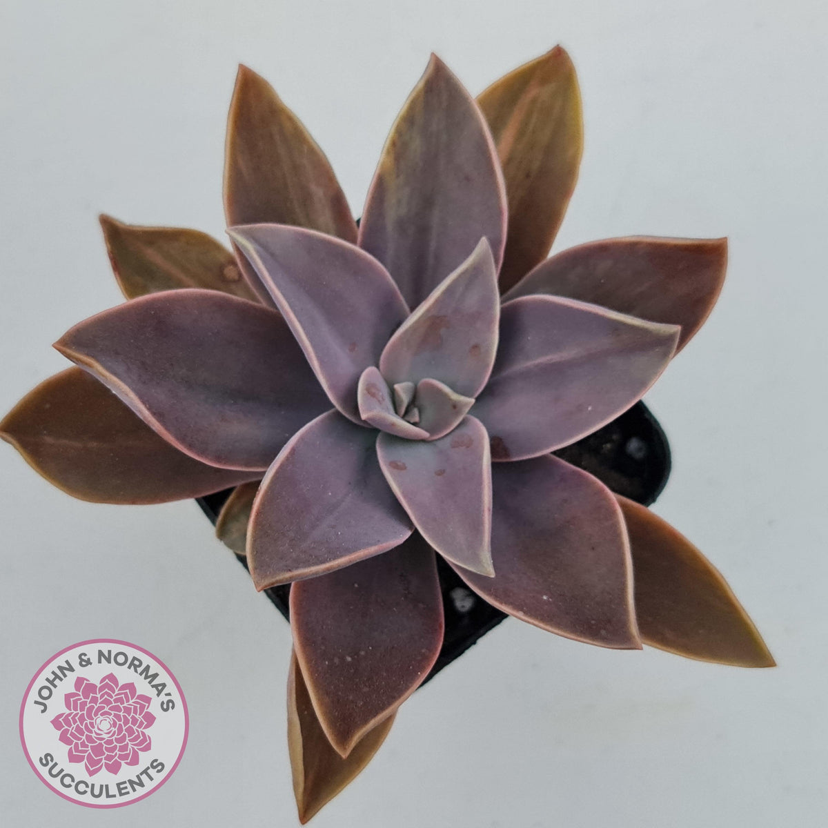 Graptoveria 'Fred Ives Variegata' (Light Variegation)