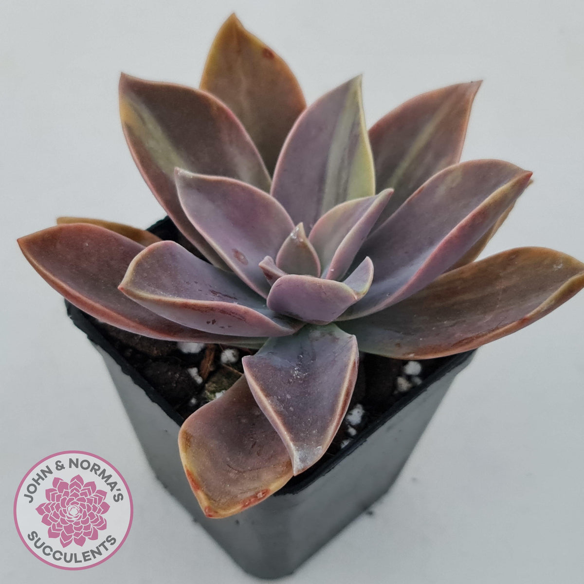 Graptoveria 'Fred Ives Variegata' (Light Variegation)