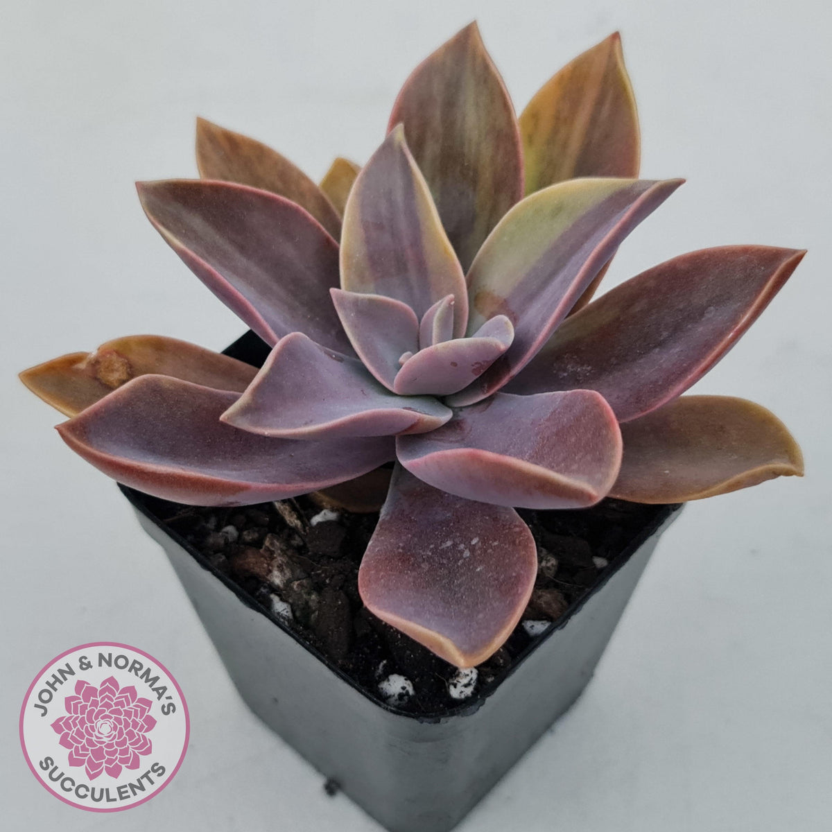 Graptoveria 'Fred Ives Variegata' (Light Variegation)