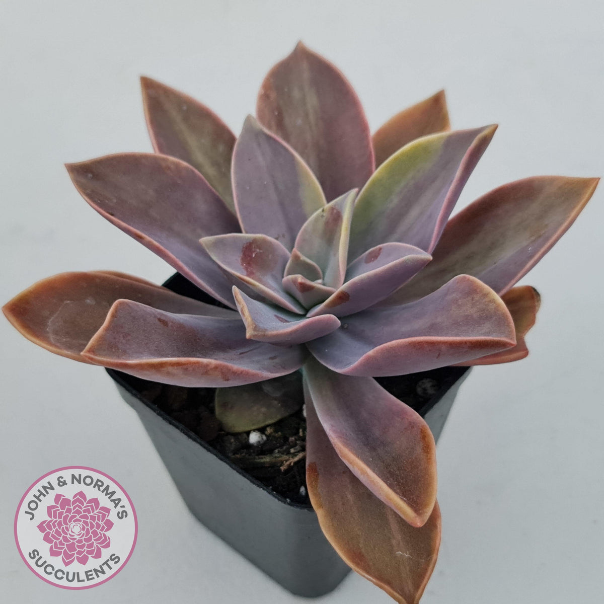 Graptoveria 'Fred Ives Variegata' (Light Variegation)