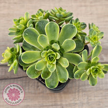 Load image into Gallery viewer, Greenovia Dodrentalis Variegated