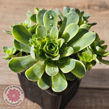 Load image into Gallery viewer, Greenovia Dodrentalis Variegated