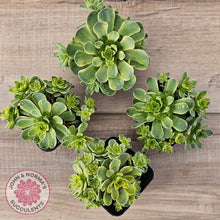 Load image into Gallery viewer, Greenovia Dodrentalis Variegated