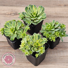 Load image into Gallery viewer, Greenovia Dodrentalis Variegated
