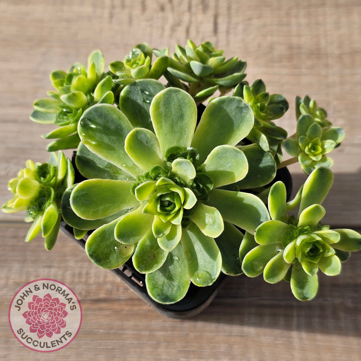 Greenovia Dodrentalis Variegated