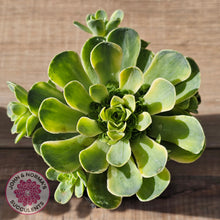 Load image into Gallery viewer, Greenovia Dodrentalis Variegated