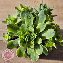 Load image into Gallery viewer, Greenovia Dodrentalis Variegated