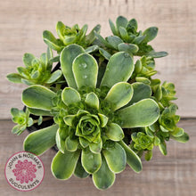 Load image into Gallery viewer, Greenovia Dodrentalis Variegated