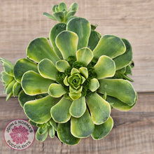 Load image into Gallery viewer, Greenovia Dodrentalis Variegated