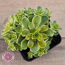 Load image into Gallery viewer, Greenovia Dodrentalis Variegated