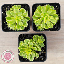 Load image into Gallery viewer, Greenovia Dodrentalis Variegated