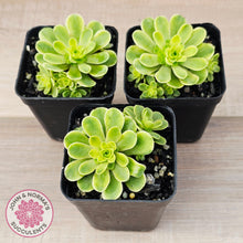 Load image into Gallery viewer, Greenovia Dodrentalis Variegated