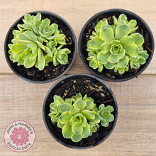Load image into Gallery viewer, Greenovia Dodrentalis Variegated