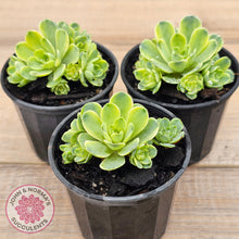 Load image into Gallery viewer, Greenovia Dodrentalis Variegated
