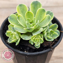 Load image into Gallery viewer, Greenovia Dodrentalis Variegated