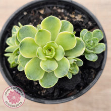 Load image into Gallery viewer, Greenovia Dodrentalis Variegated