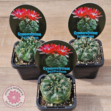 Load image into Gallery viewer, Gymnocalycium baldianum