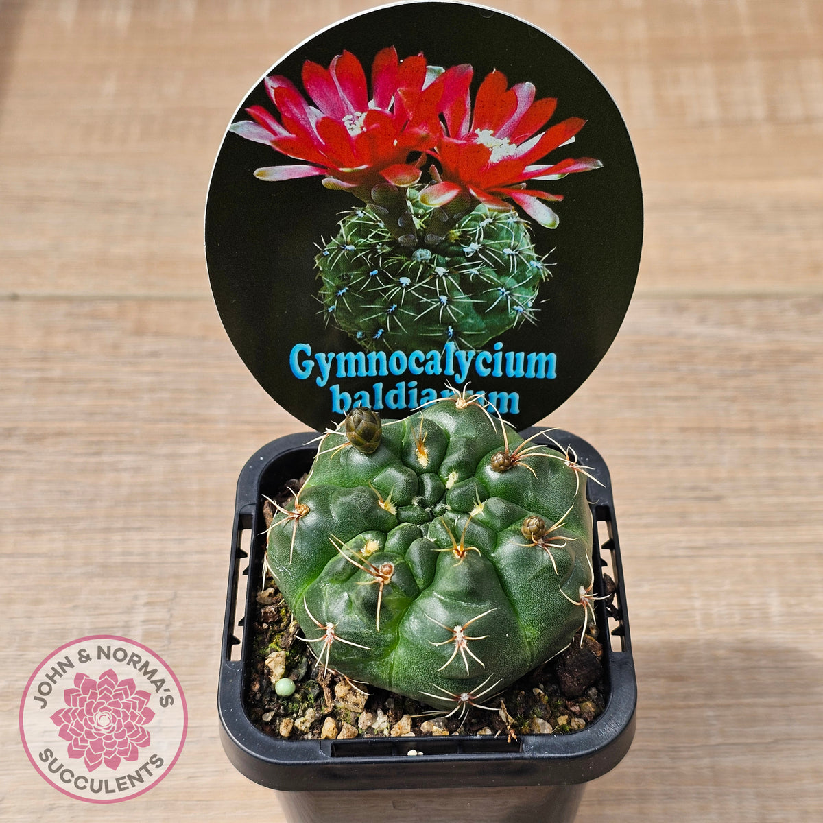 Gymnocalycium baldianum