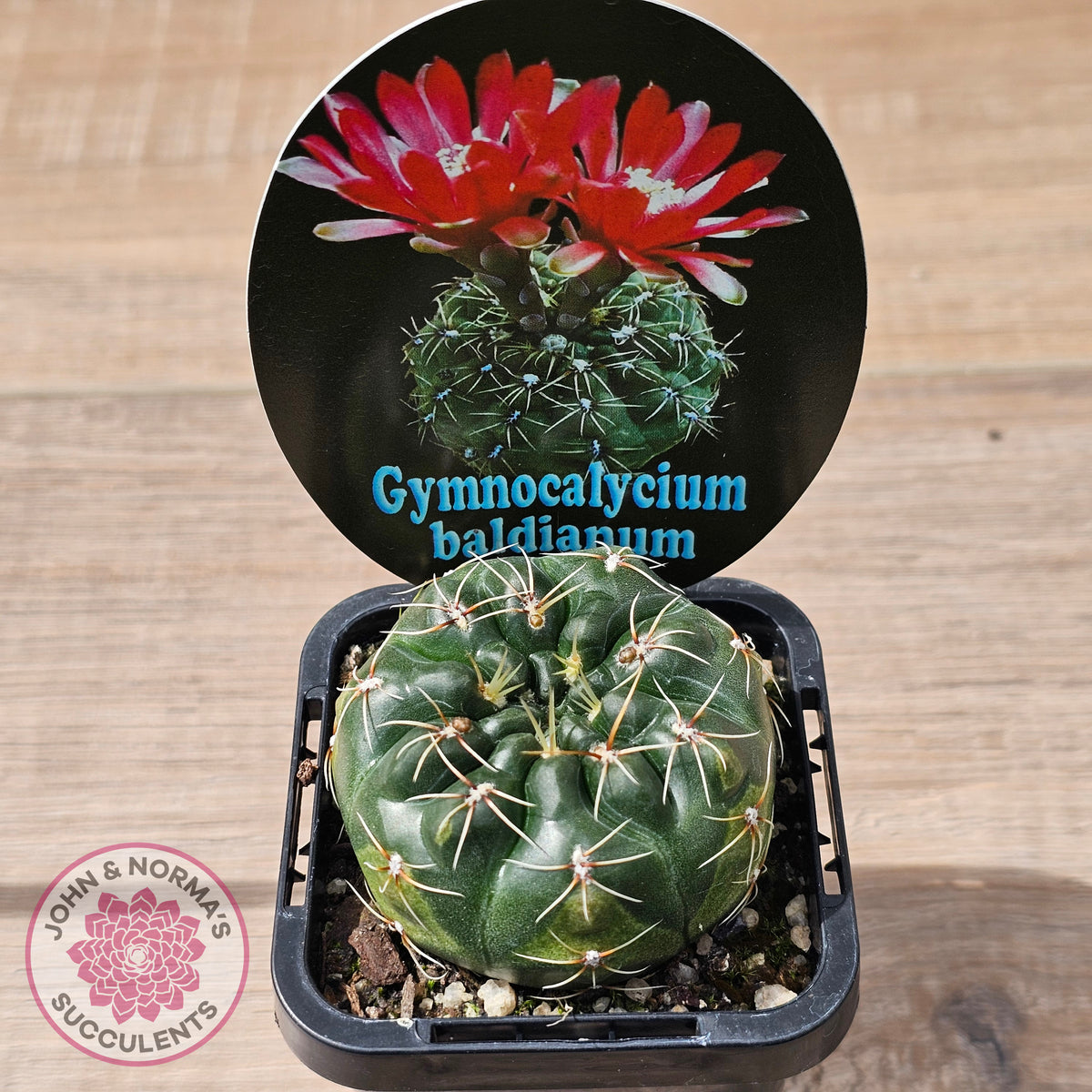 Gymnocalycium baldianum