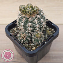Load image into Gallery viewer, Gymnocalycium bruchii
