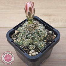 Load image into Gallery viewer, Gymnocalycium bruchii