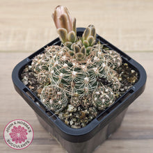 Load image into Gallery viewer, Gymnocalycium bruchii