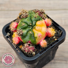 Load image into Gallery viewer, Gymnocalycium damsii Variegata (w pups)