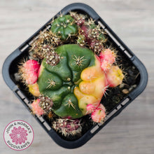 Load image into Gallery viewer, Gymnocalycium damsii Variegata (w pups)