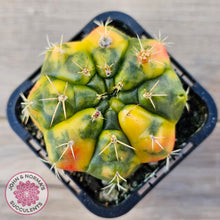 Load image into Gallery viewer, Gymnocalycium damsii Variegata