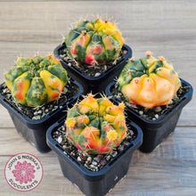 Load image into Gallery viewer, Gymnocalycium damsii Variegata