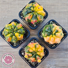 Load image into Gallery viewer, Gymnocalycium damsii Variegata