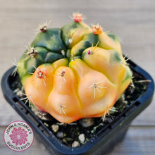 Load image into Gallery viewer, Gymnocalycium damsii Variegata